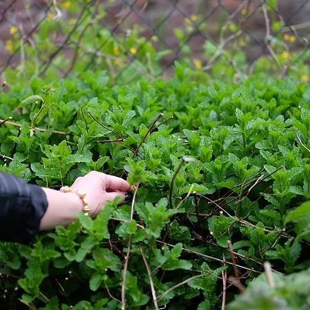 Πανσιόν Cselling Udvarhaz Révfülöp
