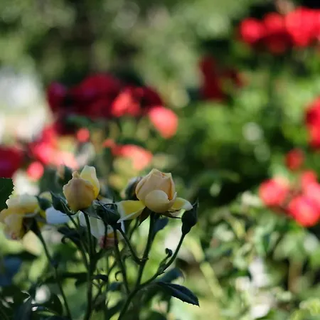 Cselling Udvarhaz Πανσιόν Révfülöp