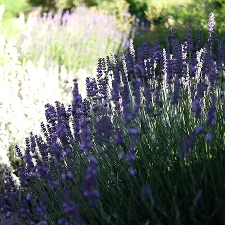 Cselling Udvarhaz Πανσιόν 3*