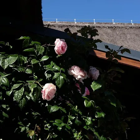 Cselling Udvarhaz Ревфюлёп