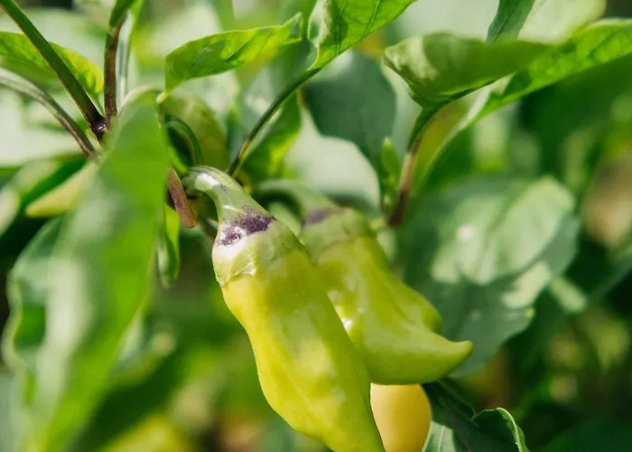 Gæstehus Cselling Udvarhaz Révfülöp