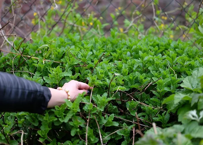 Gæstehus Cselling Udvarhaz Révfülöp