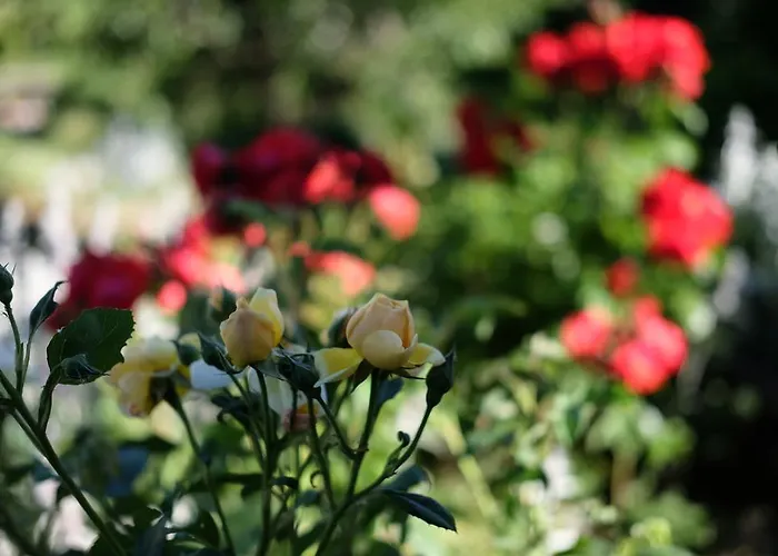 Cselling Udvarhaz Gæstehus Révfülöp